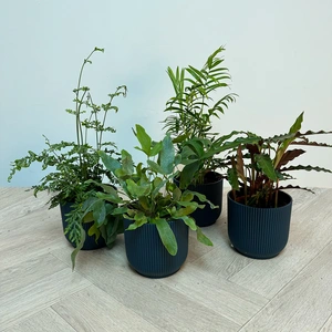 4 Indoor Plants - Mia Blue Collection - image 1