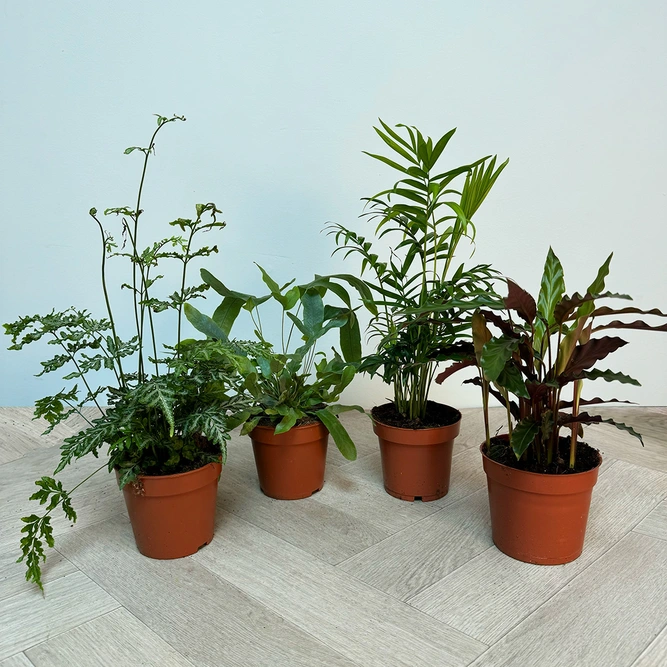 4 Indoor Plants - Mia Collection (Pot Covers Excluded) - image 1