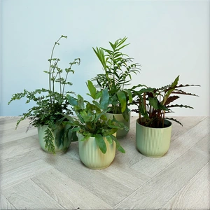 4 Indoor Plants - Mia Green Collection - image 1