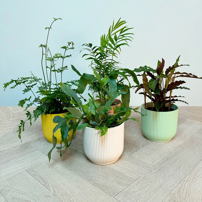 4 Indoor Plants - Mia Multicolour Collection - image 1