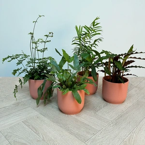 4 Indoor Plants - Mia Pink Collection - image 1