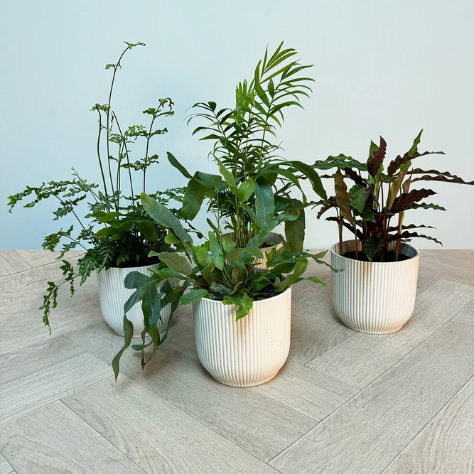 4 Indoor Plants - Mia White Collection - image 1