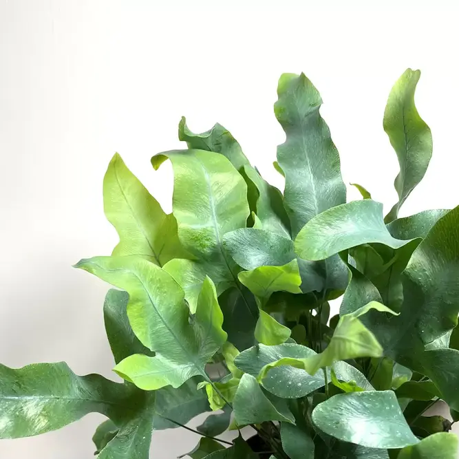 4 Indoor Plants - Mia White Collection - image 2