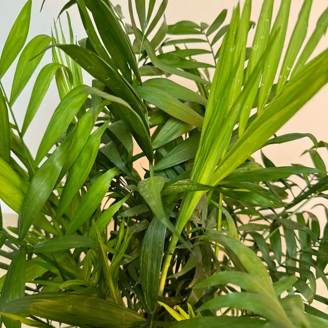 4 Indoor Plants - Mia White Collection - image 5