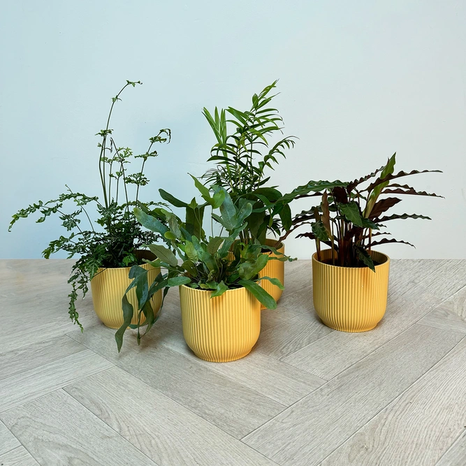 4 Indoor Plants - Mia Yellow Collection - image 1