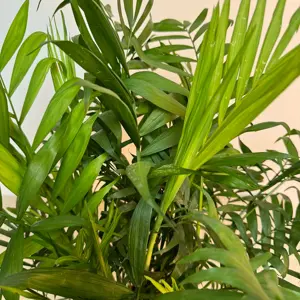 4 Indoor Plants - Mia Yellow Collection - image 5