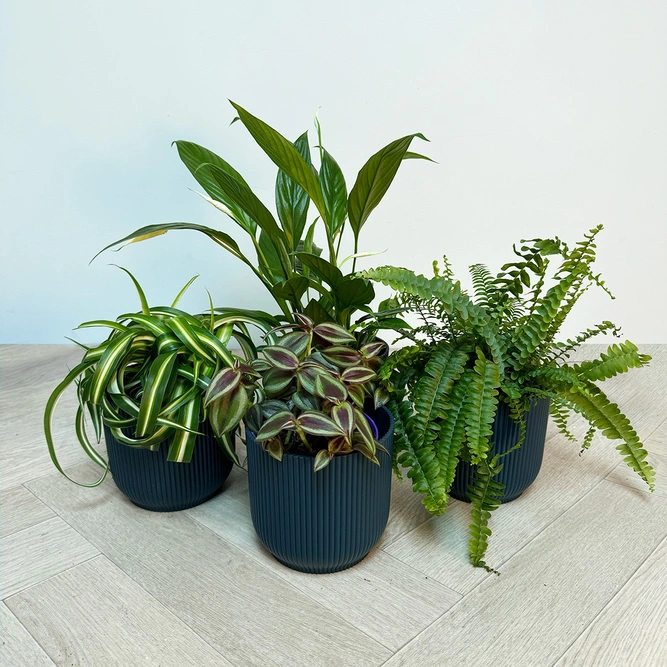 4 Indoor Plants - Olivia Blue Collection - image 1
