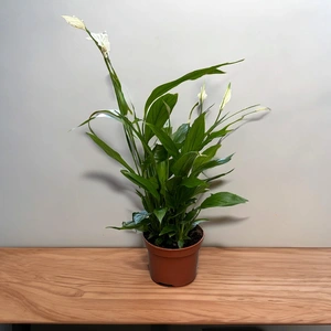 4 Indoor Plants - Olivia Blue Collection - image 2