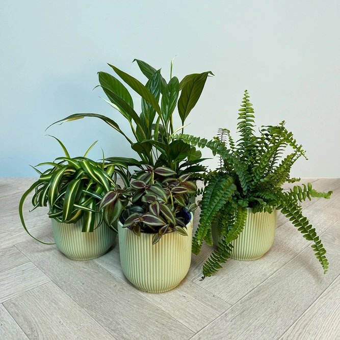 4 Indoor Plants - Olivia Green Collection - image 1