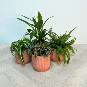 4 Indoor Plants Olivia Pink Collection - image 1