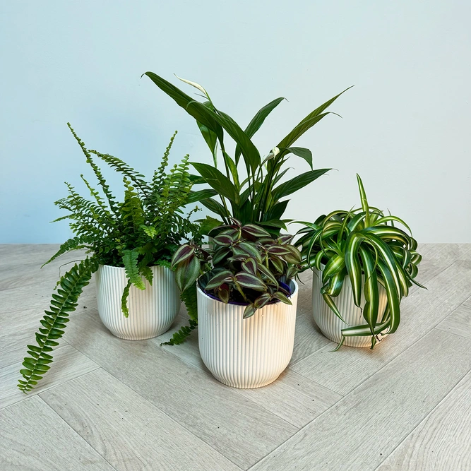 4 Indoor Plants - Olivia White Collection - image 1