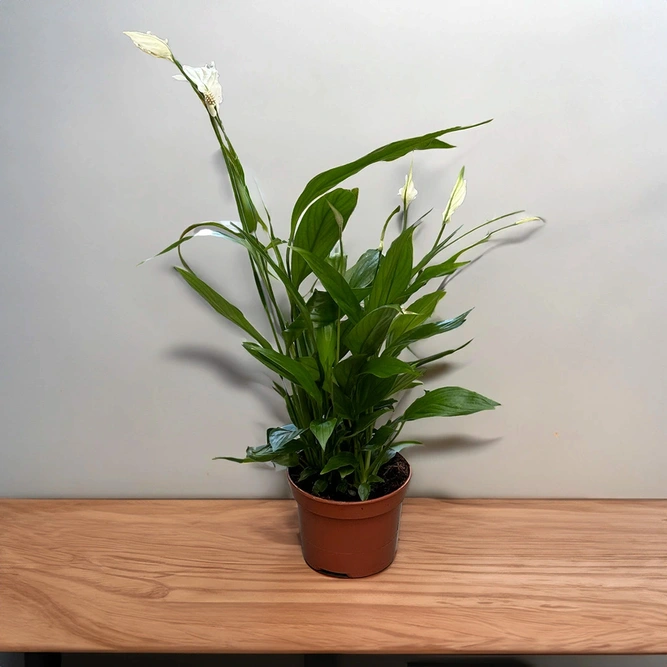 4 Indoor Plants - Olivia White Collection - image 2