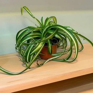 4 Indoor Plants - Olivia White Collection - image 3