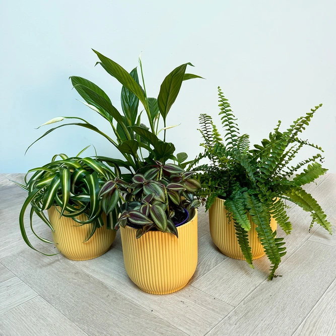 4 Indoor Plants Olivia Yellow Collection - image 1