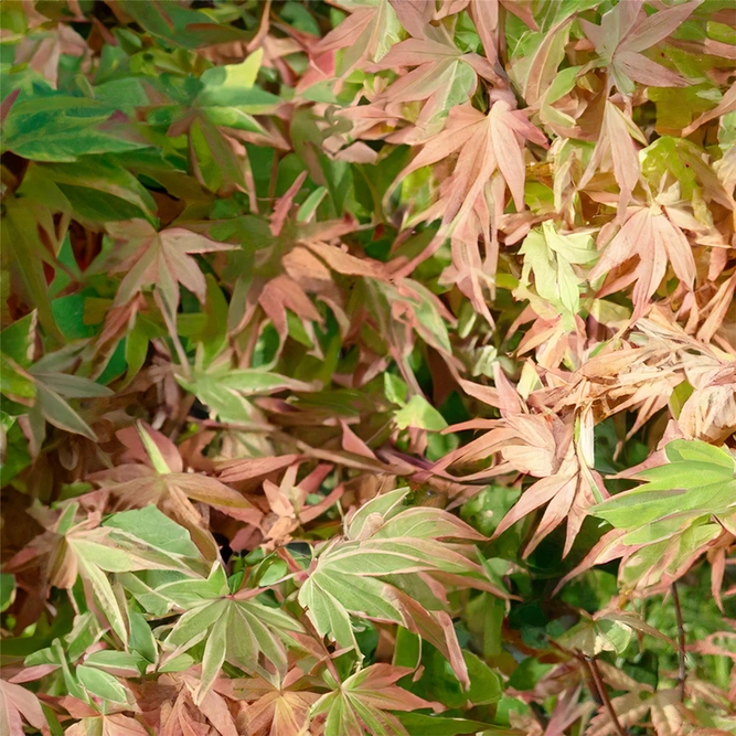 Acer palmatum 'Butterfly' (Pot Size 10L) Japanese Maple