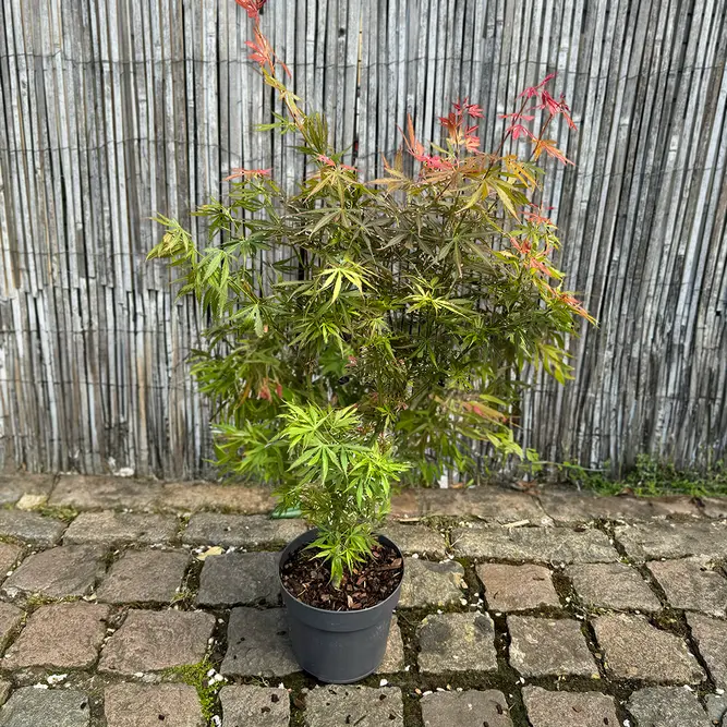 Acer palmatum 'Jerry Schwartz' (Pot Size 3L) Japanese Maple - image 2
