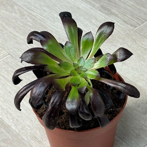 Aeonium Schwartzkopf (Pot Size 12cm) Black Rose - image 1
