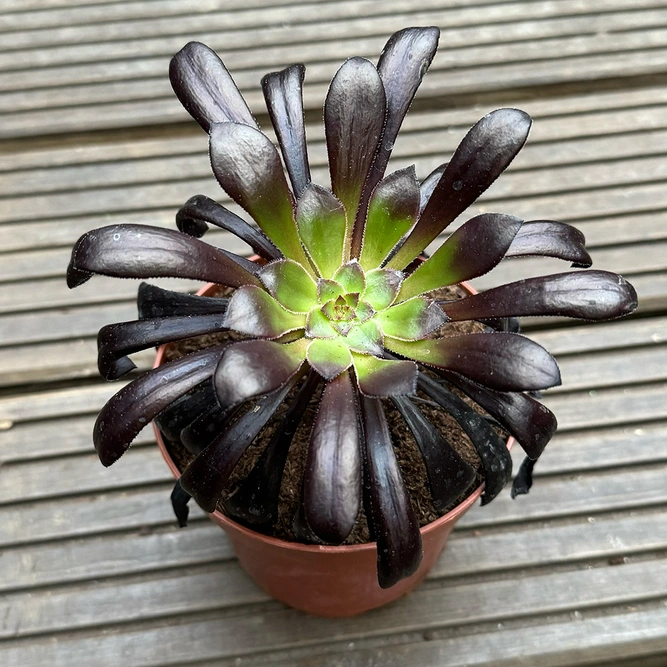 Aeonium Schwartzkopf (Pot Size 12cm) Black Rose - image 2