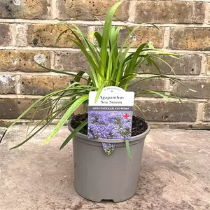 Agapanthus 'Sea Storm' (Pot Size 3L) Lily of the Nile - image 1