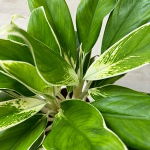 Aglaonema 'White Lime' (Pot Size 17cm) Chinese Evergreen - image 2