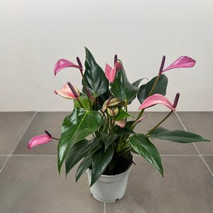 Anthurium andraeanum 'Royal Zizou' (Pot Size 12cm)  Flamingo flower - image 3