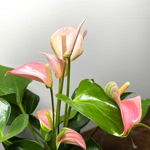 Anthurium andreanum 'Joli Peach' (Pot Size 9cm) Flamingo Flower - image 1