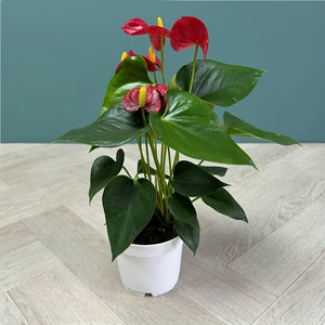 Anthurium 'Red Champion' (Pot Size 12cm) Flamingo Flower - image 2