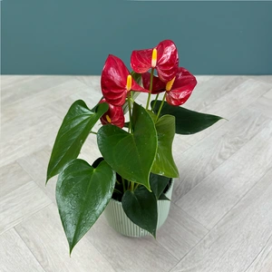 Anthurium 'Red Champion' (Pot Size 12cm) Flamingo Flower - image 3