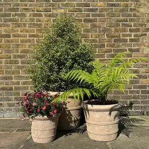 Antique Sand Coni Rim (Pot Size D34xH29cm) Planter Terracotta Outdoor Plant Pot - image 2