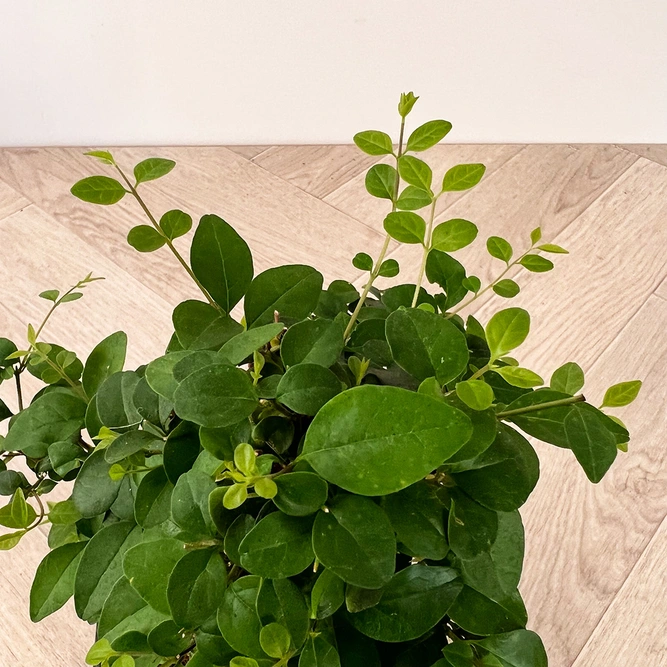 Bonsai Ficus retusa (Pot Size 15cm) - image 2
