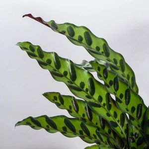 Calathea Insigne lancifolia (Pot Size 14cm) The Rattle Snake Plant - image 2