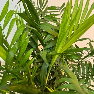 Chamaedorea elegans (Pot Size 12cm) Parlour Palm - image 2