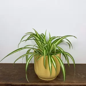 Chlorophytum variegata (Pot Size 12cm) Spider Plant