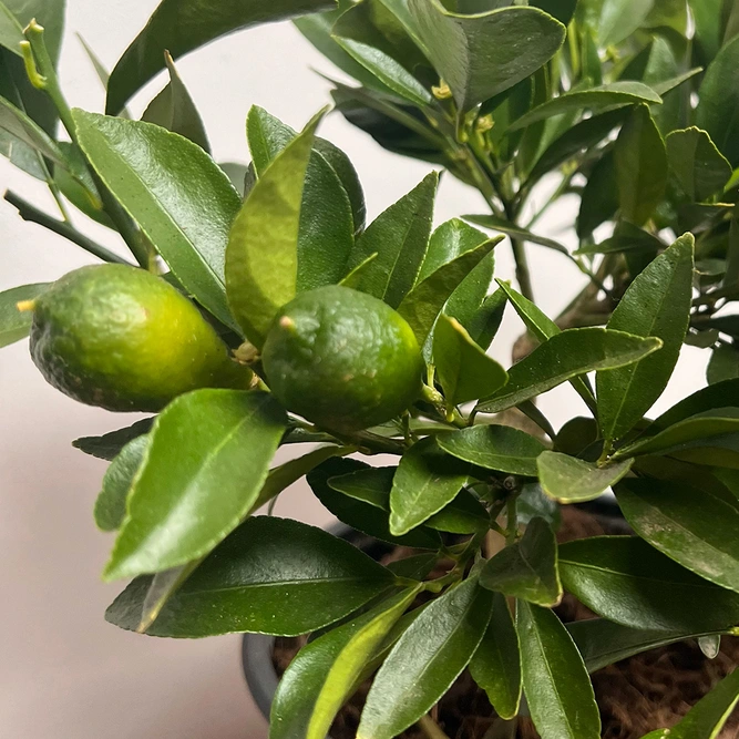 Citrus limon (Pot Size 14cm) Citrus Mini Lemon - image 2