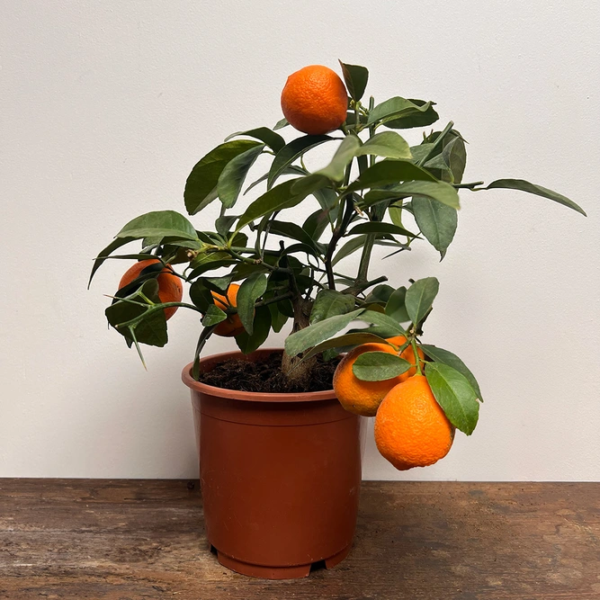 Citrus × limonia (Pot Size 14cm) Citrus Red Lime - image 1