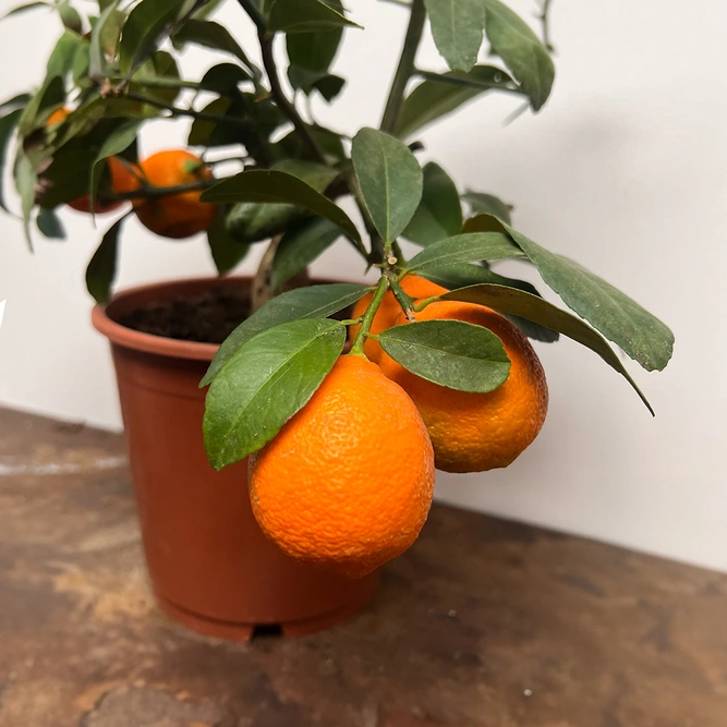 Citrus × limonia (Pot Size 14cm) Citrus Red Lime - image 2