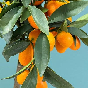 Citrus Mix (Pot Size 15cm) - image 2