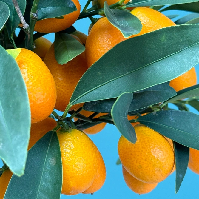Citrus Mix (Pot Size 15cm) - image 3