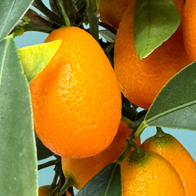 Citrus Mix (Pot Size 15cm) - image 4