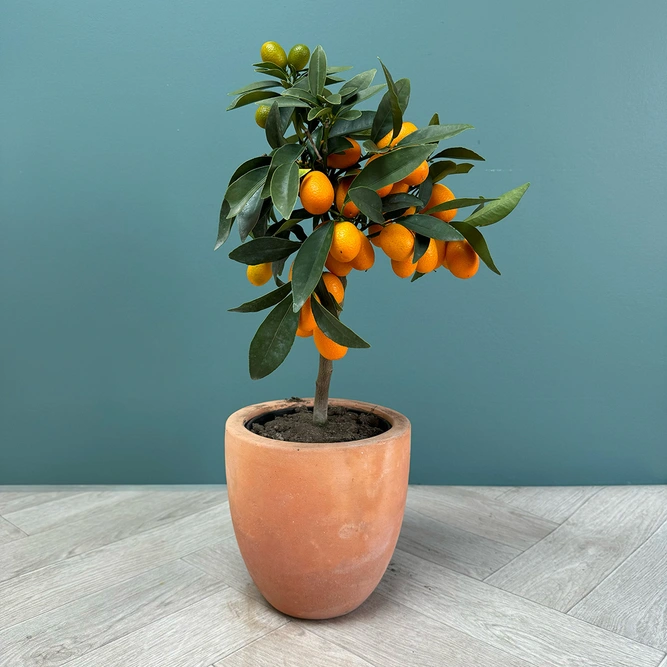 Citrus Mix (Pot Size 15cm) - image 5