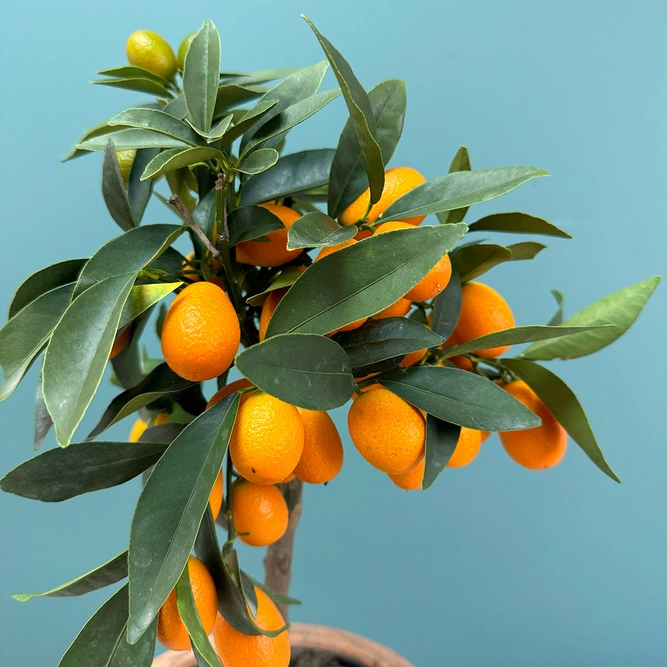 Citrus Mix (Pot Size 15cm) - image 6
