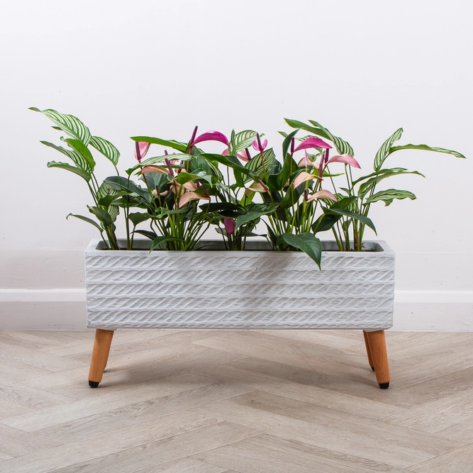 Corda Trough White (W58cm x D15cm x H27cm) Multi-use Indoor Plant Pot Cover On Legs - image 3