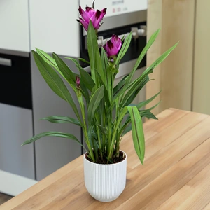 Curcuma 'Siam Splash' (Pot Size 15cm) Siam Tulip - image 1