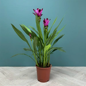 Curcuma 'Siam Splash' (Pot Size 15cm) Siam Tulip - image 2