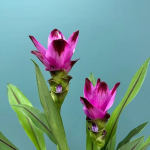 Curcuma 'Siam Splash' (Pot Size 15cm) Siam Tulip - image 3