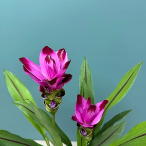 Curcuma 'Siam Splash' (Pot Size 15cm) Siam Tulip - image 4