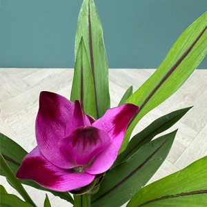 Curcuma 'Siam Splash' (Pot Size 15cm) Siam Tulip - image 5