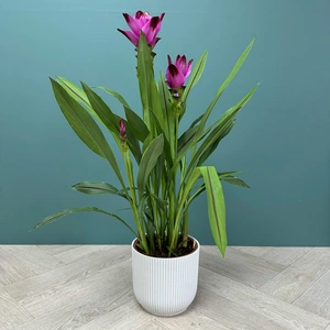 Curcuma 'Siam Splash' (Pot Size 15cm) Siam Tulip - image 7