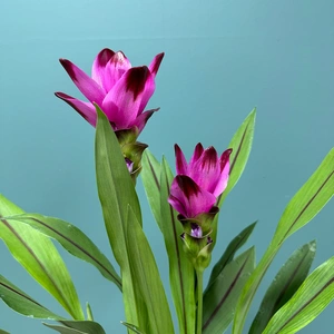 Curcuma 'Siam Splash' (Pot Size 15cm) Siam Tulip - image 8