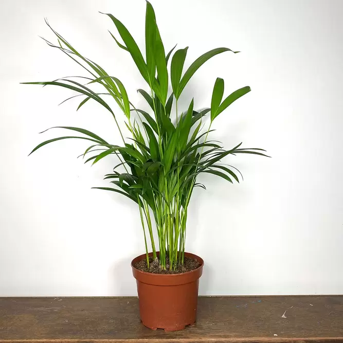 Dypsis lutescens (Pot Size 17cm) Areca palm - image 3